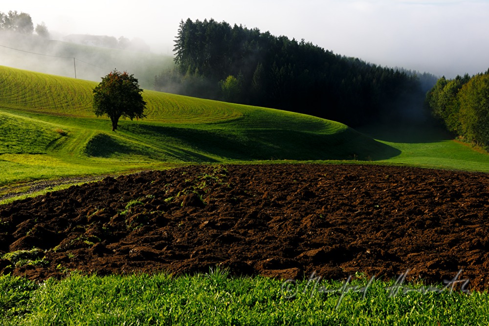 gentle rolling hills and a forest