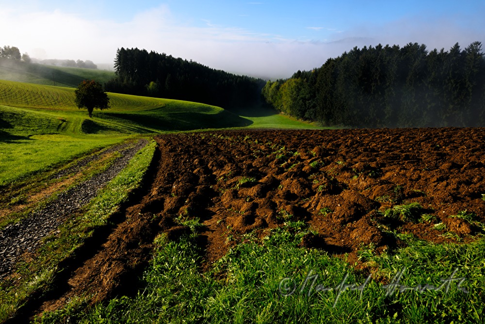 gentle rolling hills and a forest