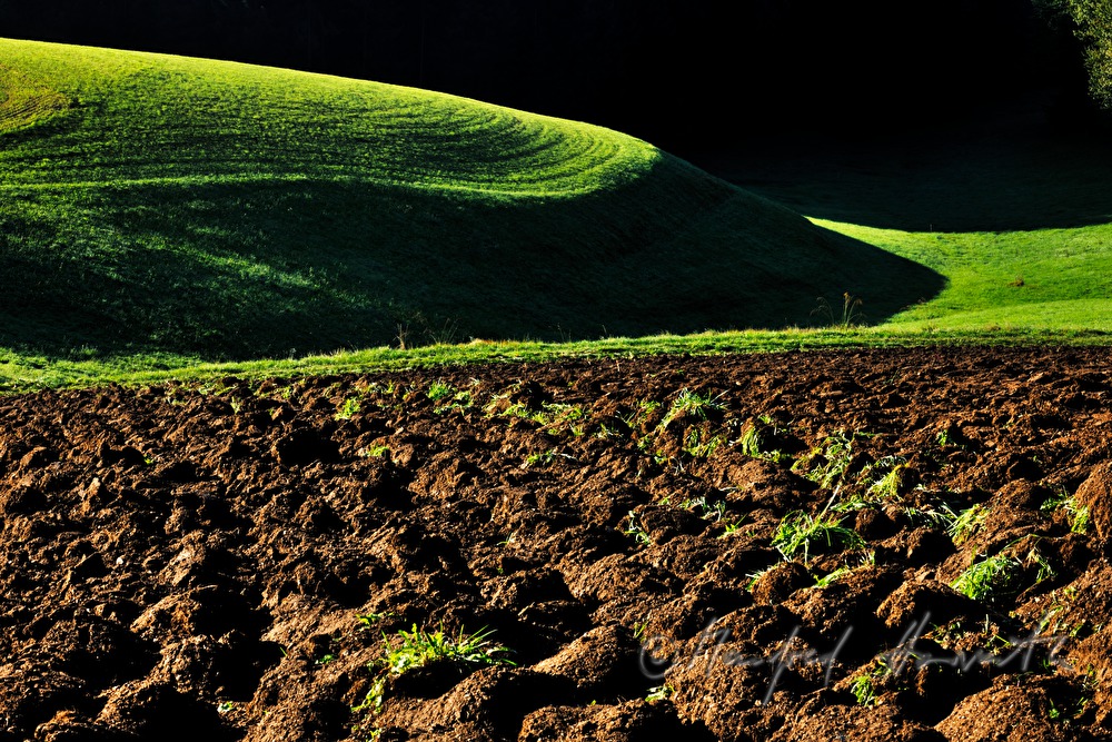 gentle rolling hills and a forest