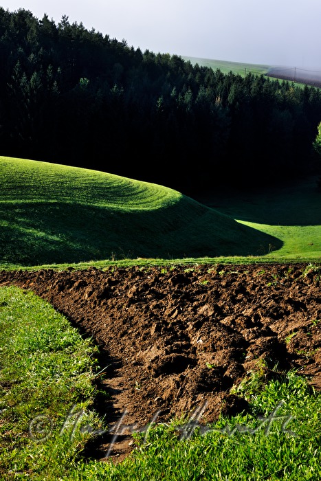 gentle rolling hills and a forest