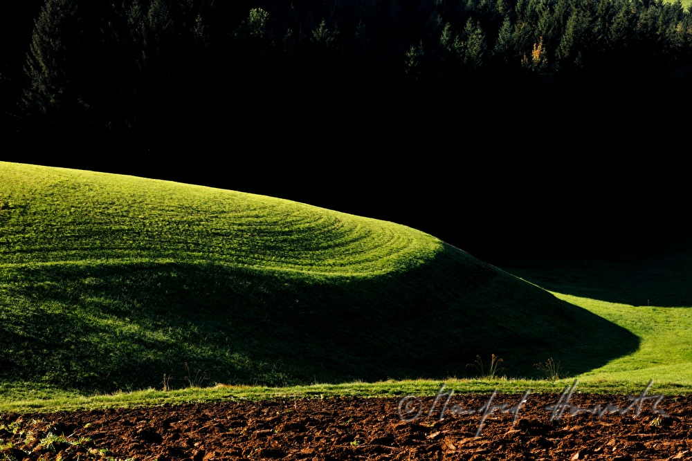 gentle rolling hills and a forest