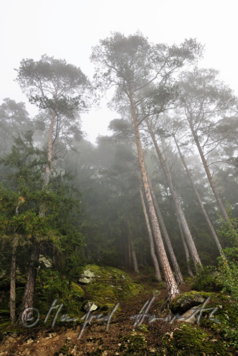 pine trees in the mixed forest with erratic boulders
