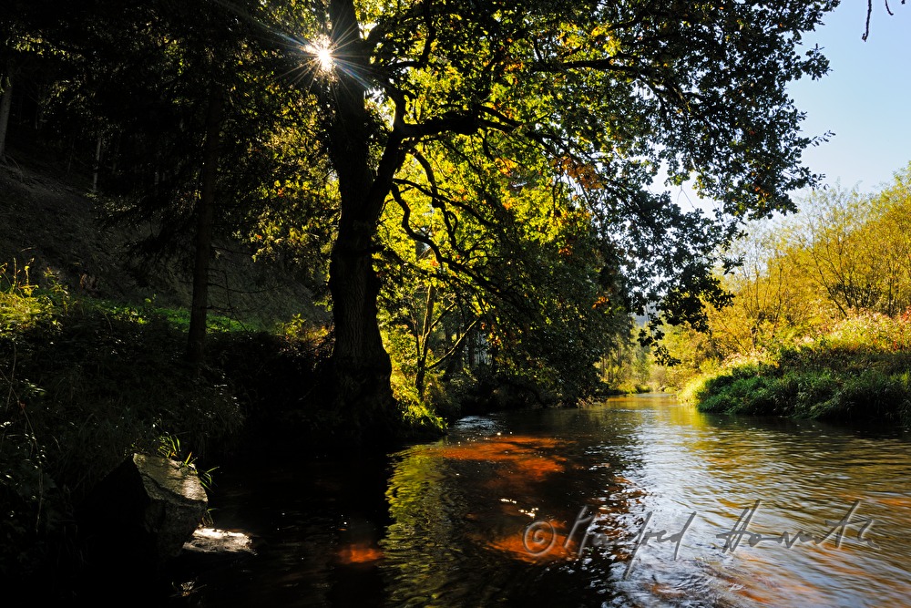 plants on the rivershore of the Waldaist