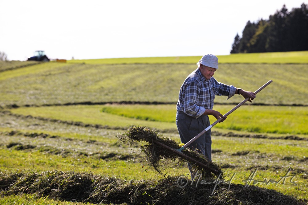 turning hay with a pitchfork to make it dry faster