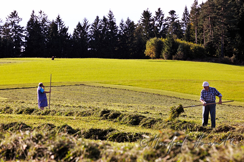 turning hay with a pitchfork to make it dry faster