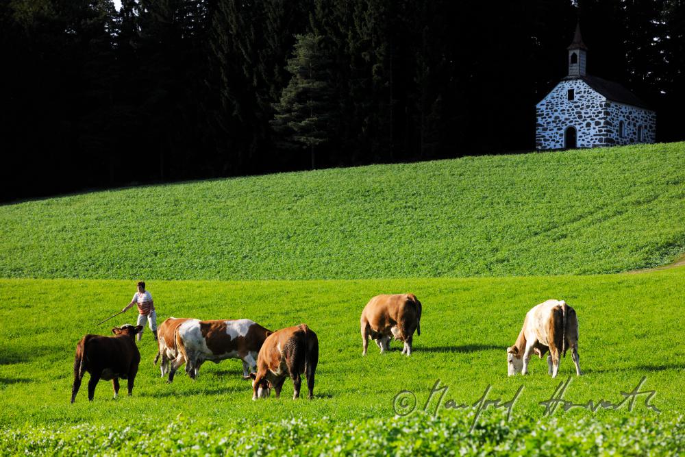flock of cows and shepwoman near the chapel