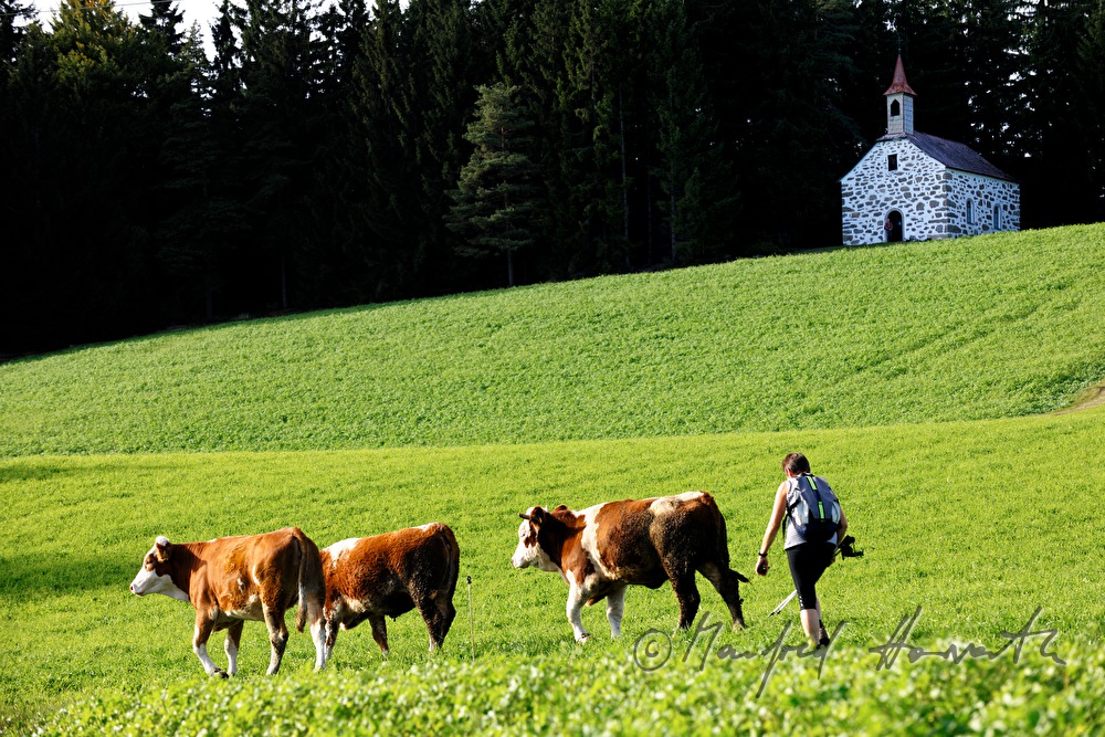 flock of cows and wanderer near the chapel