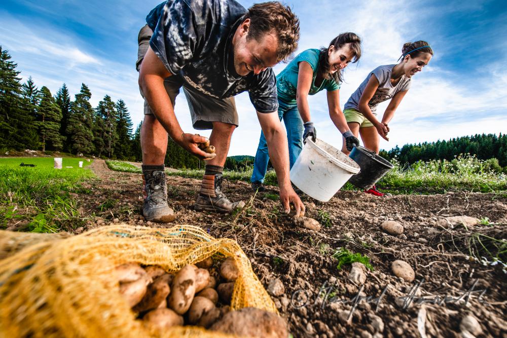 family harvests potatoes