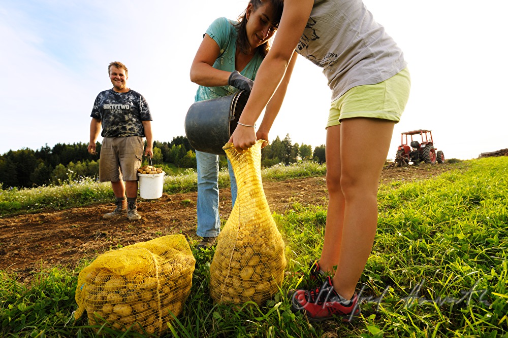 family harvests potatoes