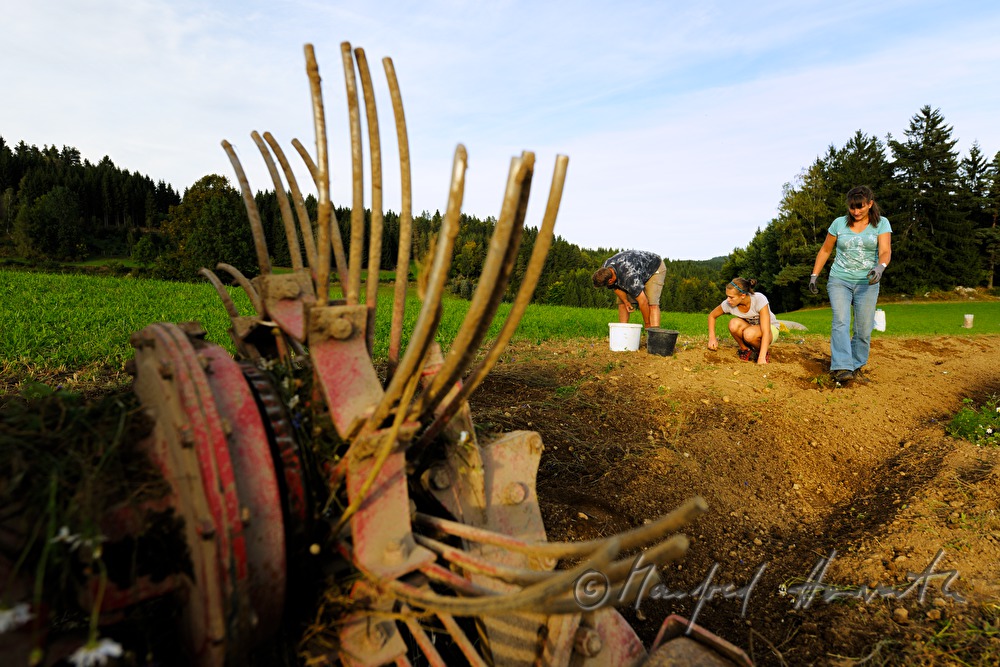 family harvests potatoes