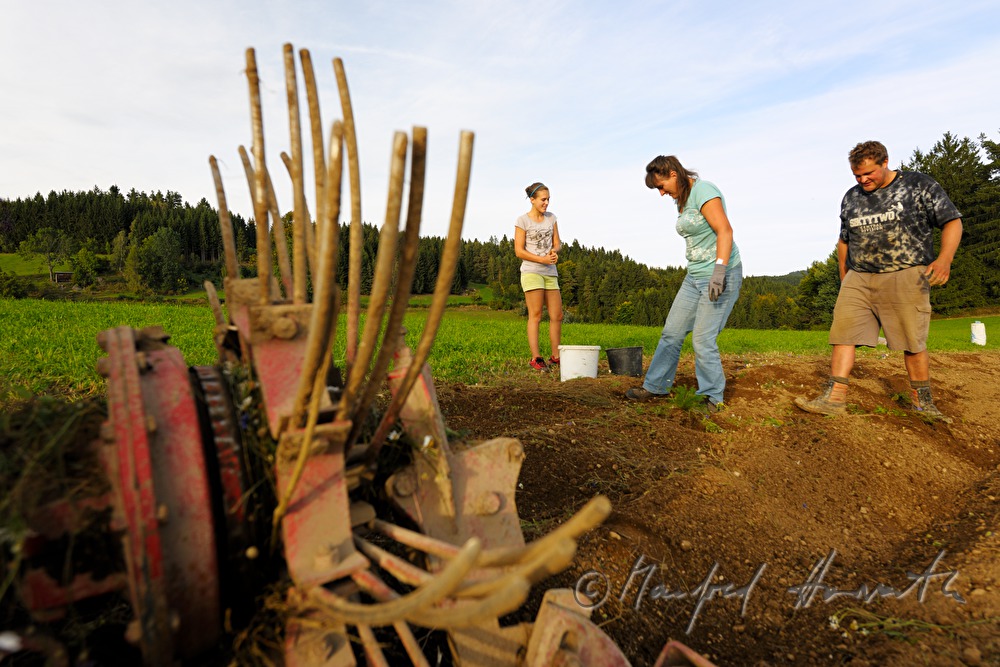 family harvests potatoes