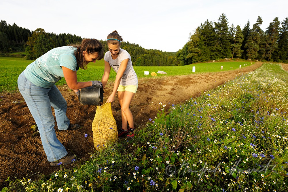 peasant woman and her daughter harvest potatoes