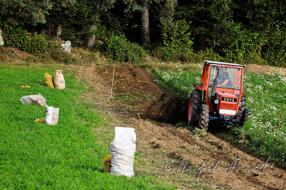 tractor in the pad harvests potatos