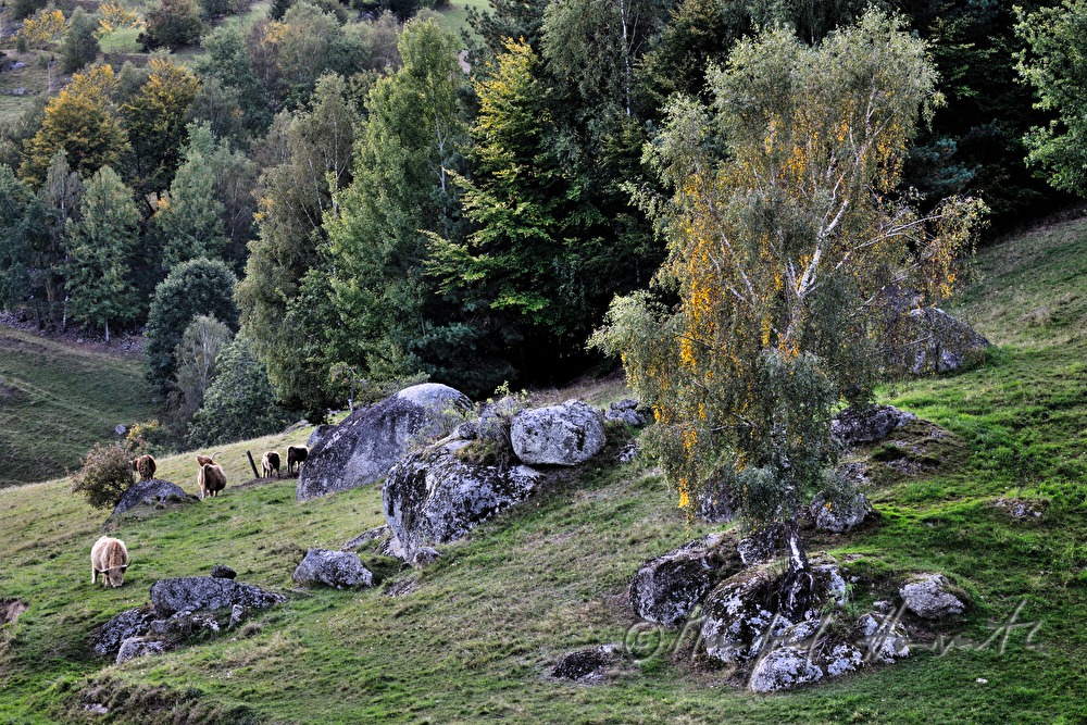 flock of cows on the meadow