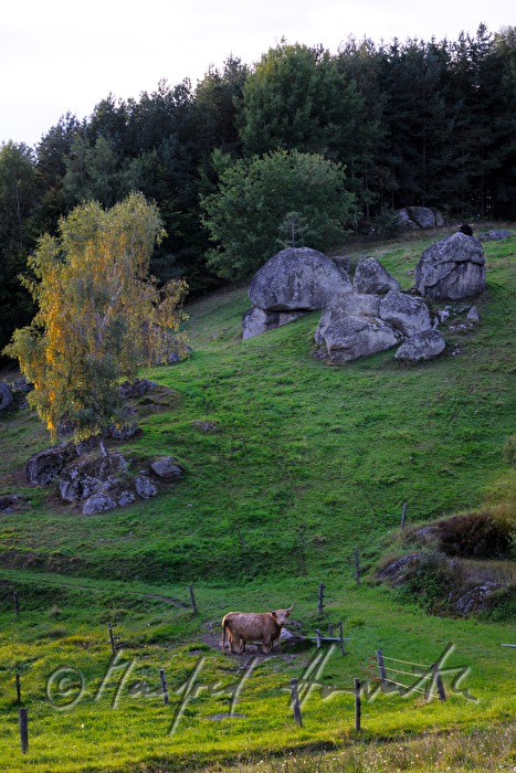 flock of cows on the meadow