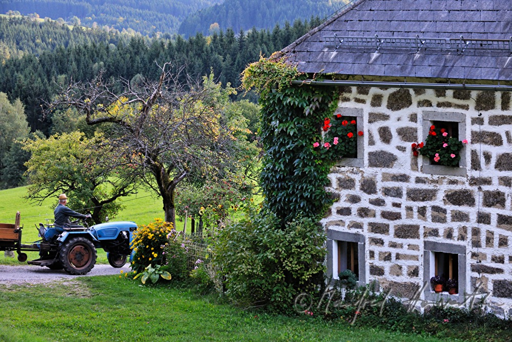 flock of cows and wanderer near the chapel