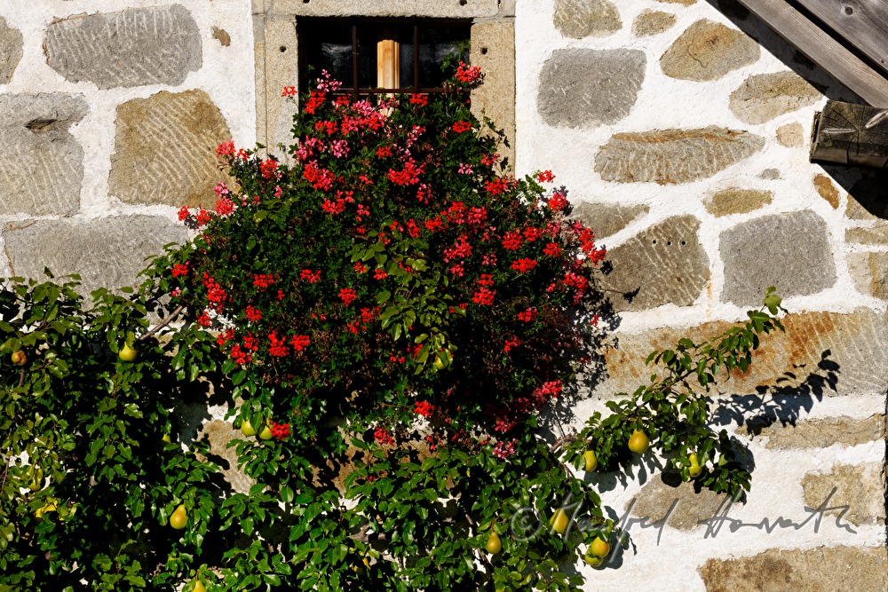 farmhouse built in traditional style and pear tree