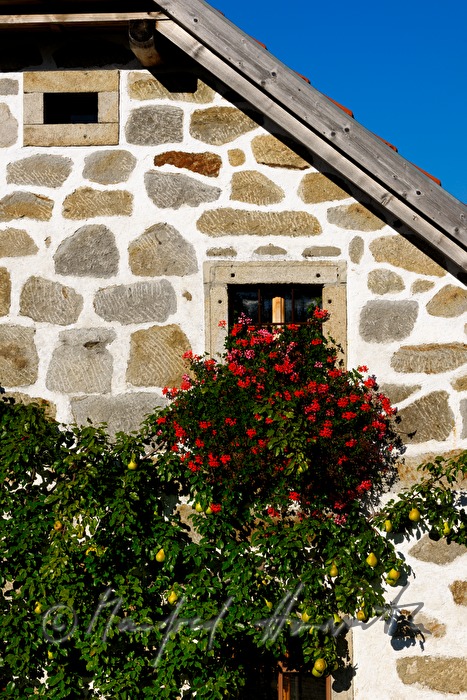 farmhouse built in traditional style and pear tree