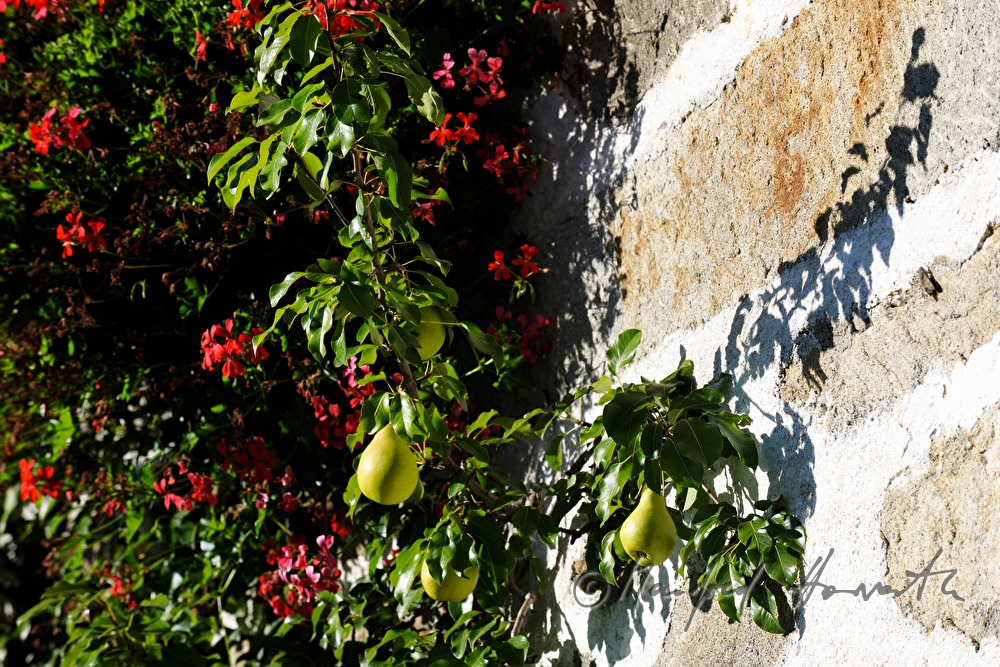 farmhouse built in traditional style and pear tree