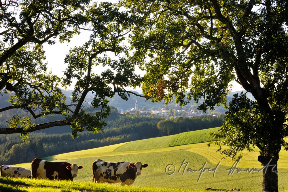 cows graze on the meadow under a peach tree