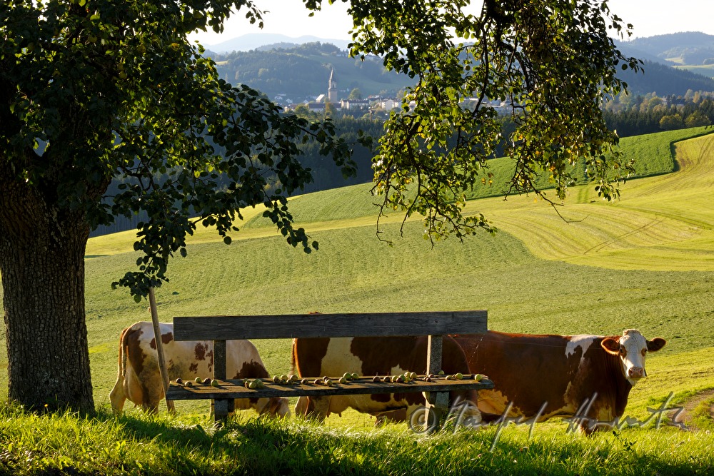 cows graze on the meadow under a peach tree