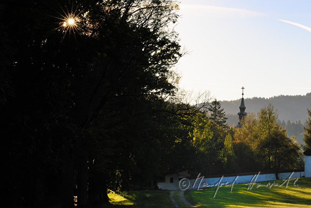oak-lined avenue on the street to Haslach