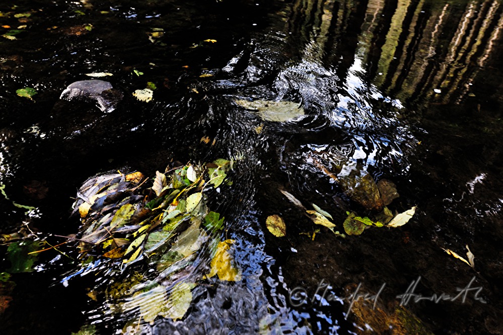 stone in the riverbed is washed by the water