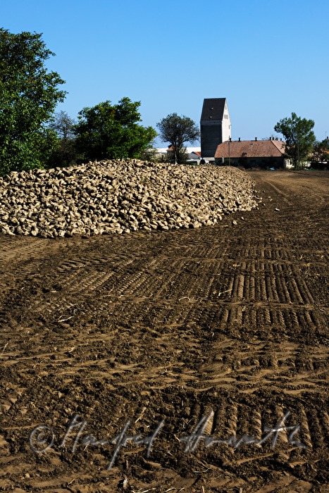 tyre tracks of a tractor in a turnip field