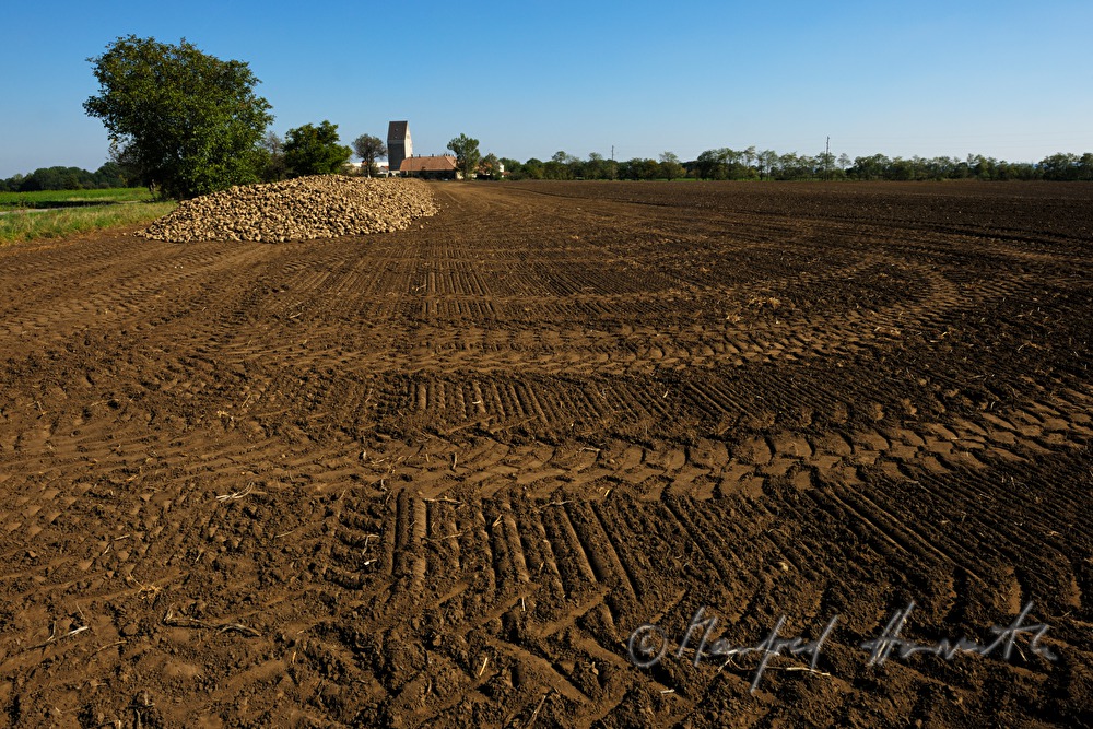 tyre tracks of a tractor in a turnip field