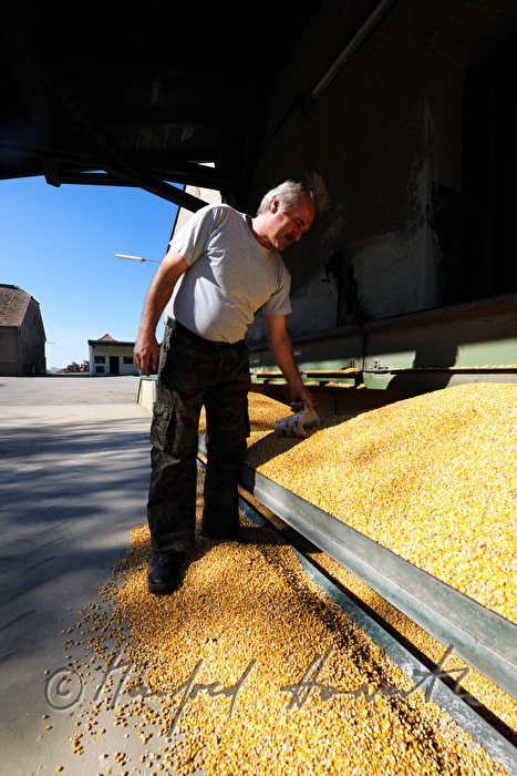 quality check of fresh harvested maize
