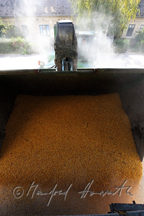excavator shovel with maize in it