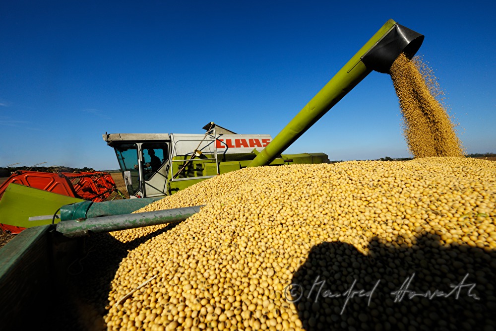 harvest of soybeans with a combine harvester