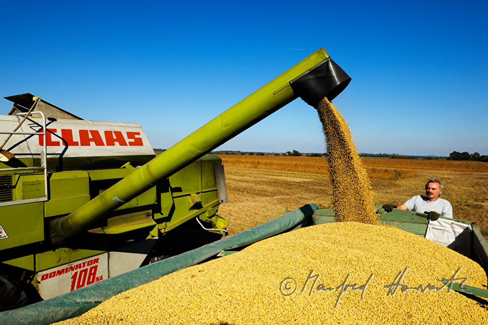 harvest of soybeans with a combine harvester