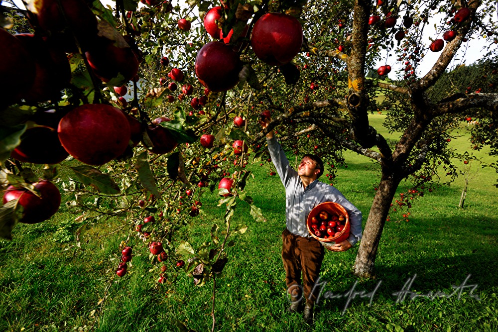farmer harvesting apples