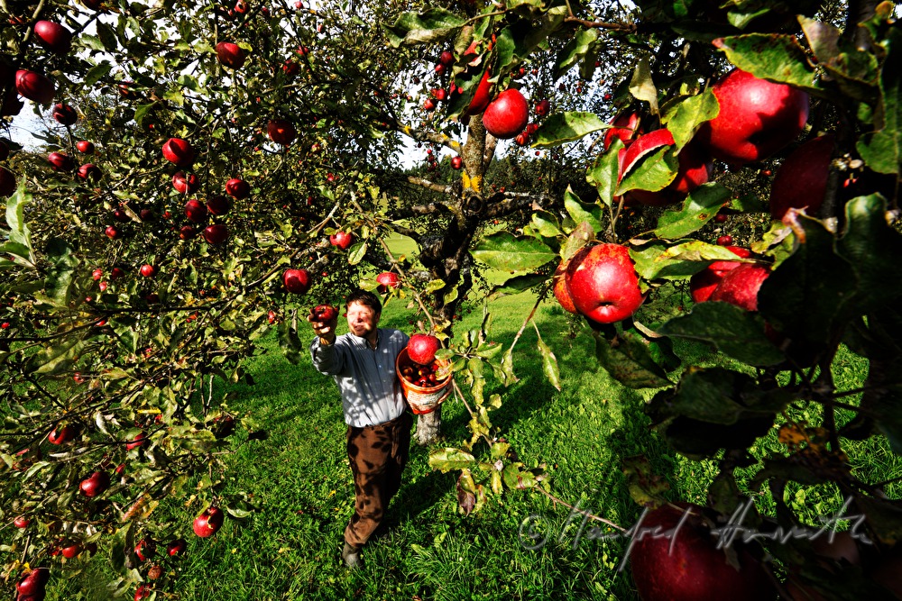 farmer harvesting apples