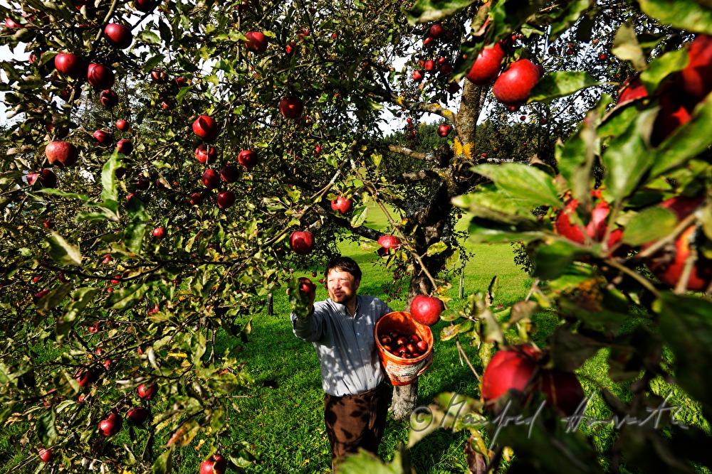 farmer harvesting apples