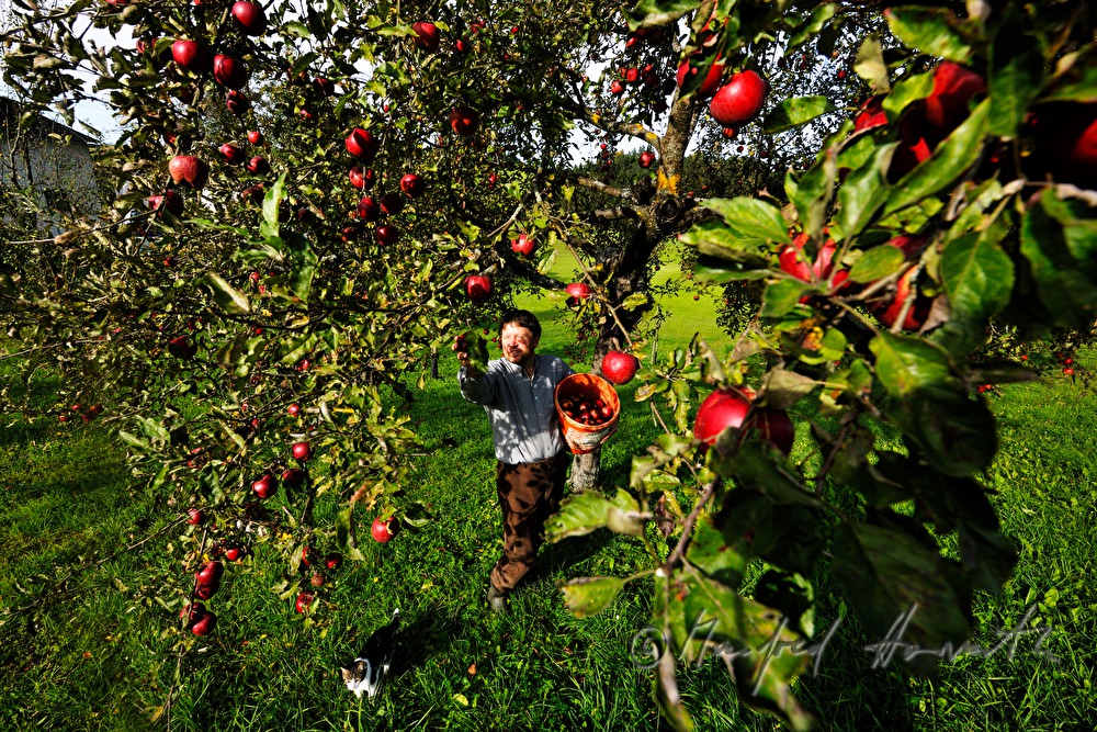 farmer harvesting apples