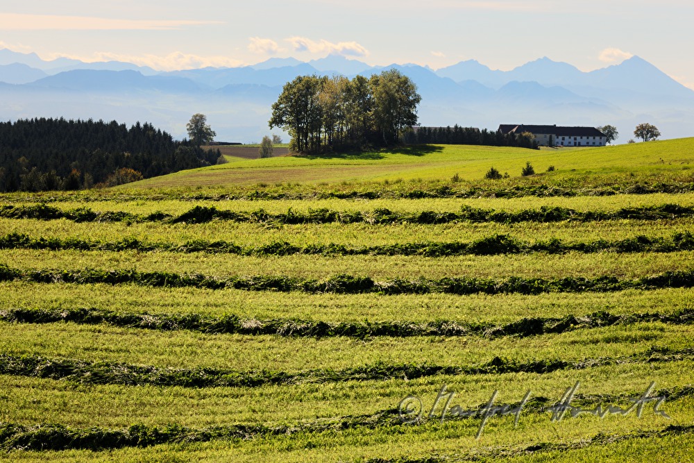 hay is left on the field to sundry
