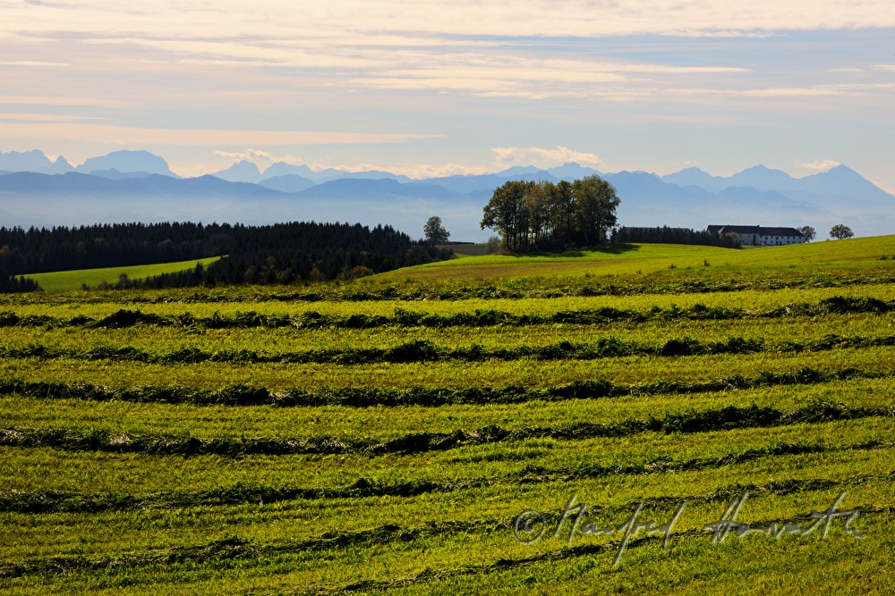 hay is left on the field to sundry