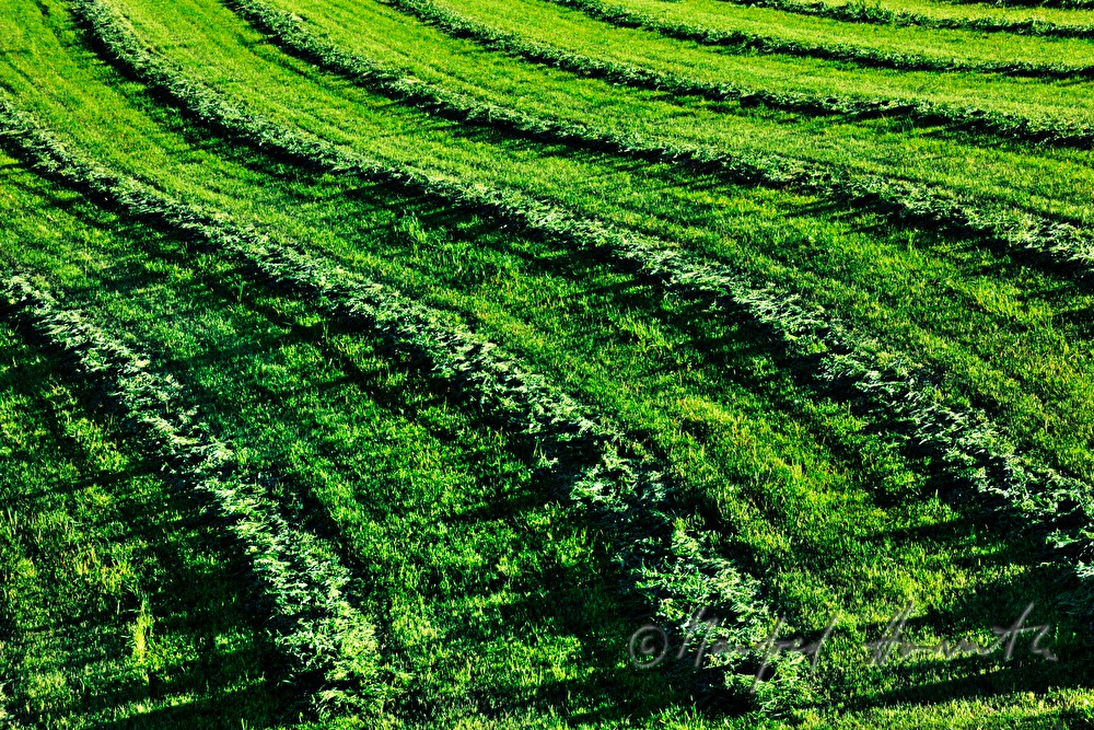 hay is left on the field to sundry