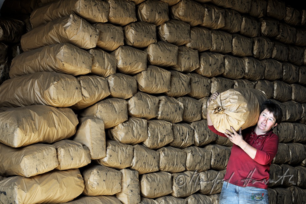 making of charcoal at charburner Wieser