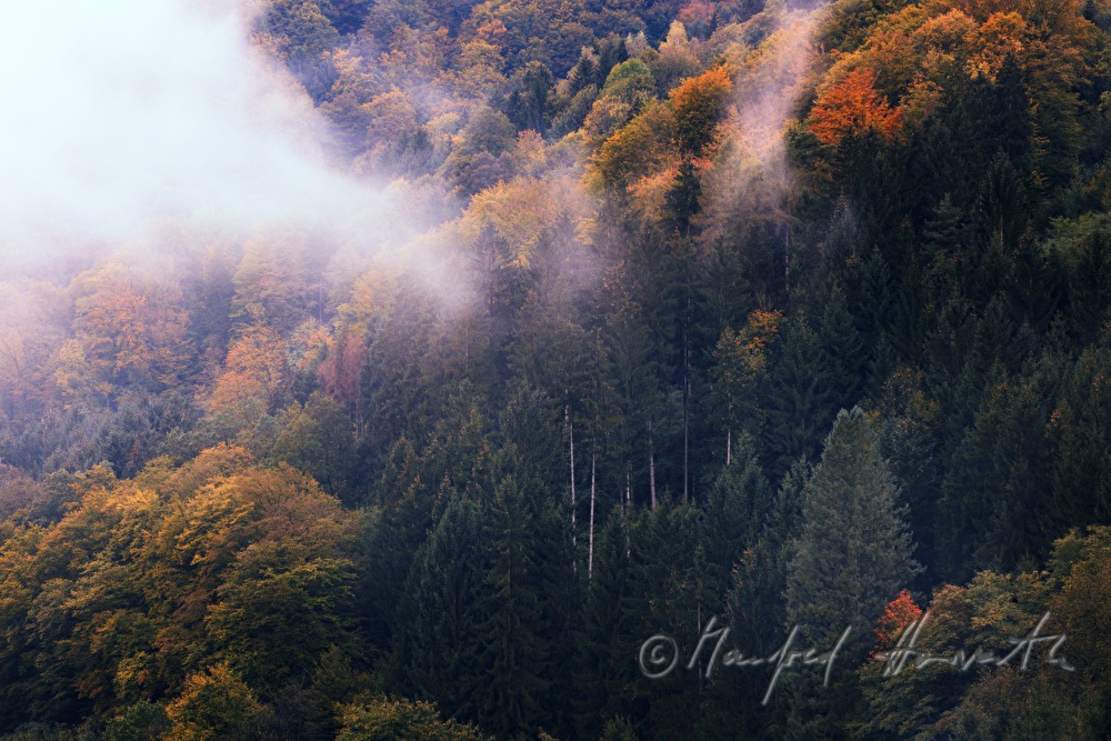 deep clouds in the autumnally coloured forest