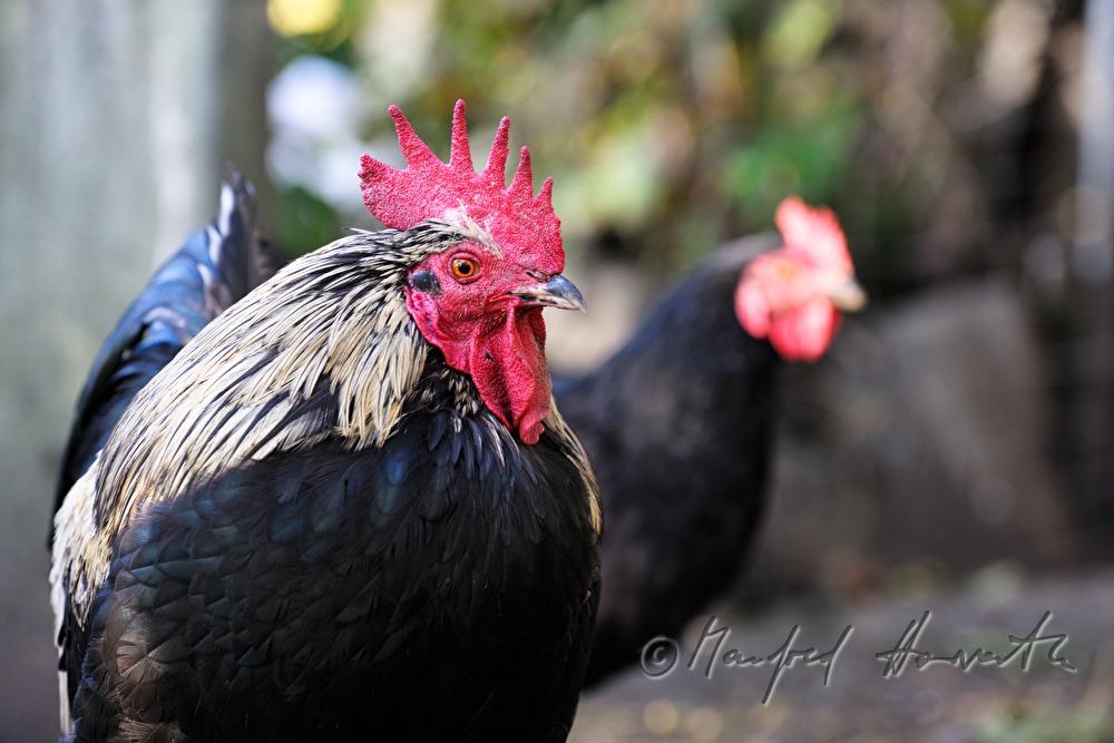 rooster in free-range husbandry