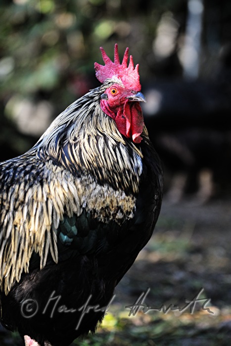 rooster in free-range husbandry