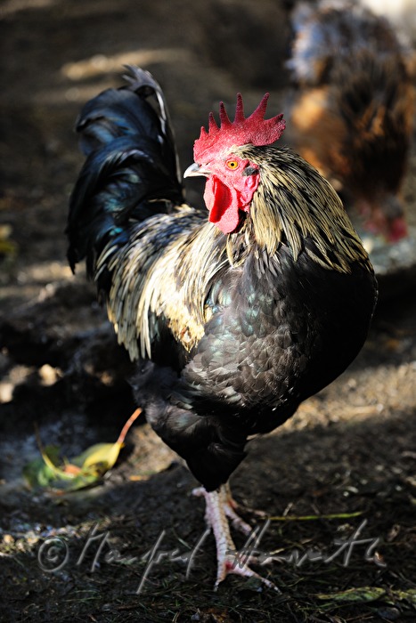 rooster in free-range husbandry