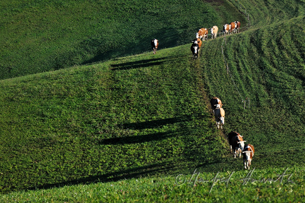 cows walking from the barn to the meadow