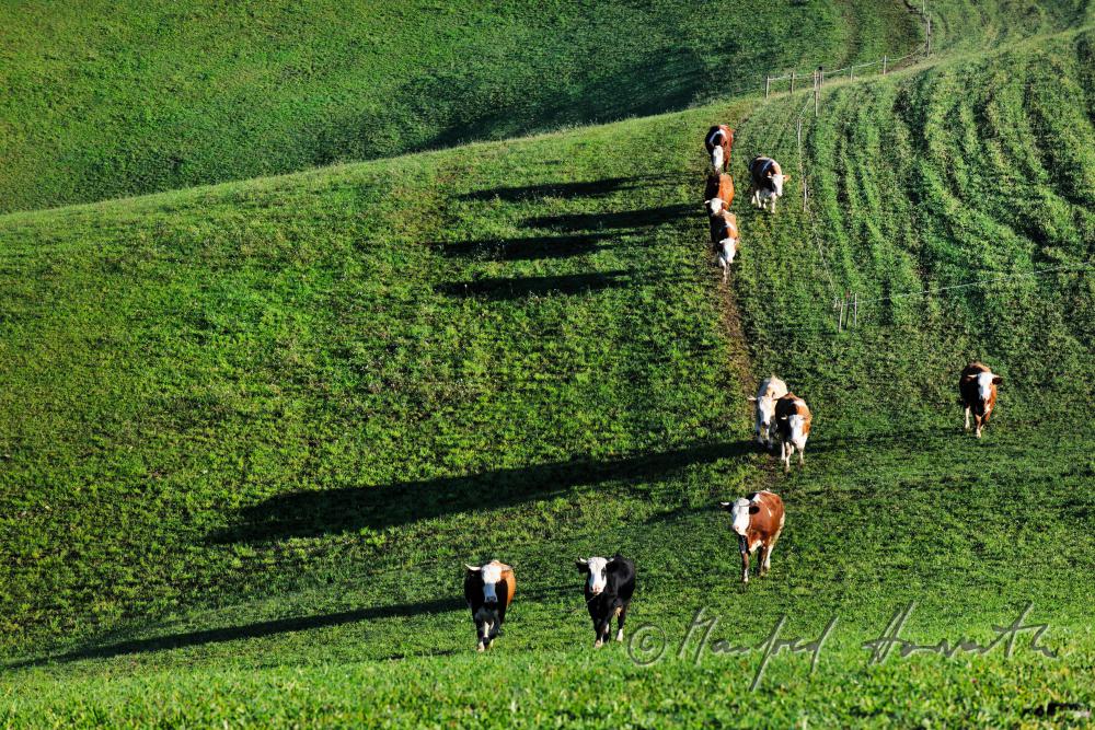 cows walking from the barn to the meadow