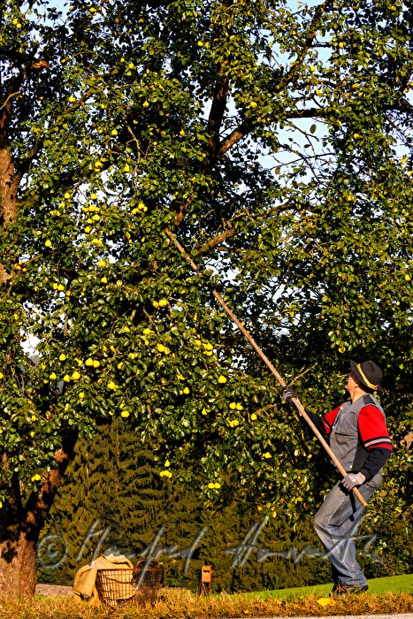 apple harvesting during the making of cider