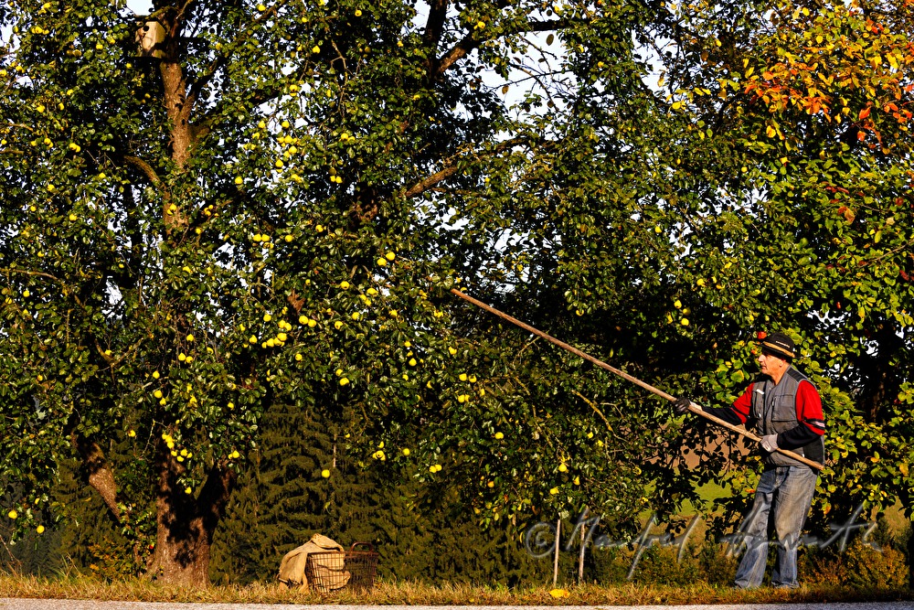 apple harvesting during the making of cider