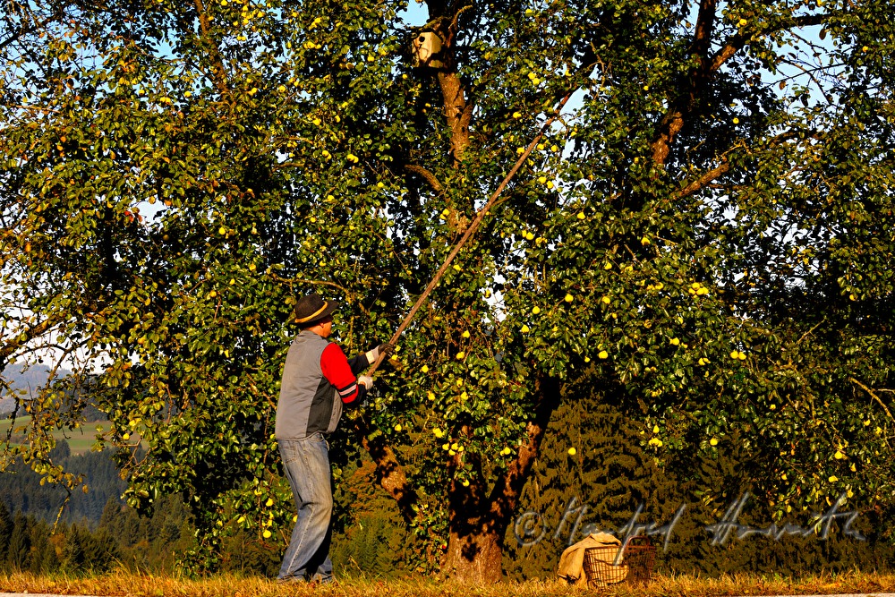 apple harvesting during the making of cider